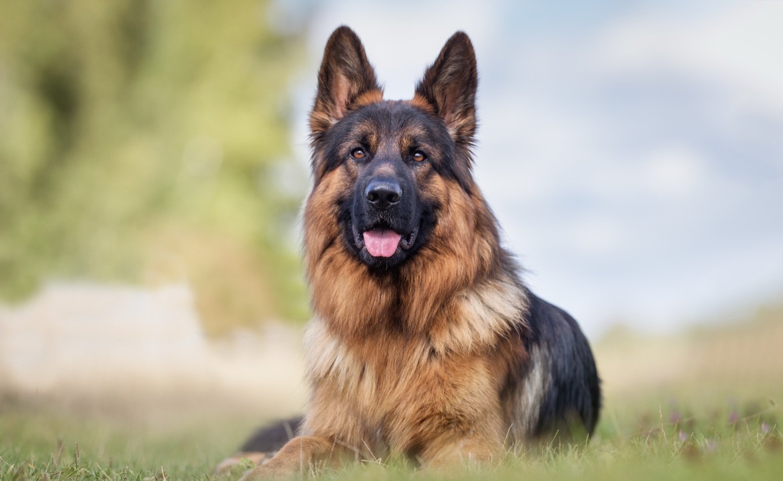 Angus