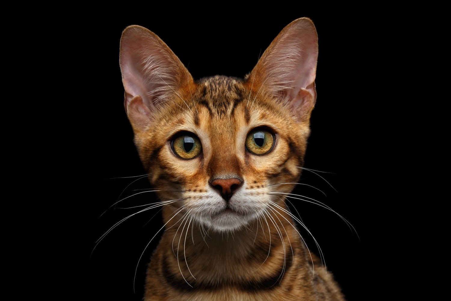 Cara de gato siendo escaneada biométricamente
