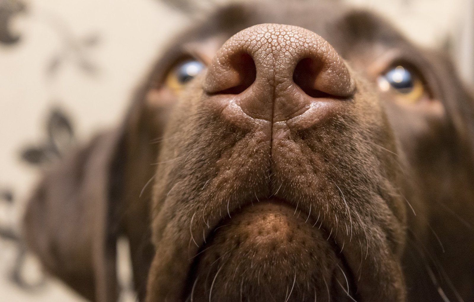 Hocico de perro siendo escaneado biométricamente