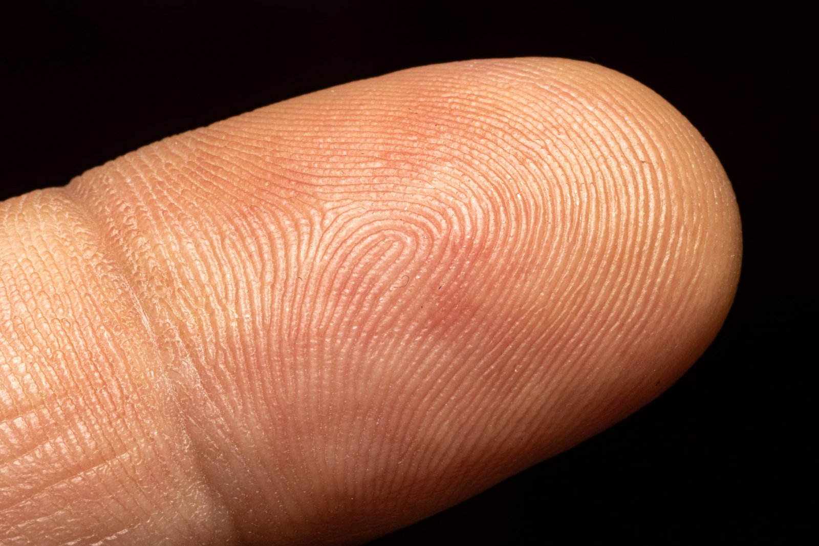 Huella dactilar humana en macro mostrando el patrón único de crestas y surcos